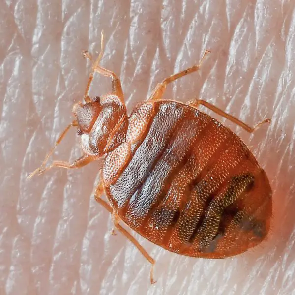 Bed Bug Rash Symptoms Treatments And Prevention