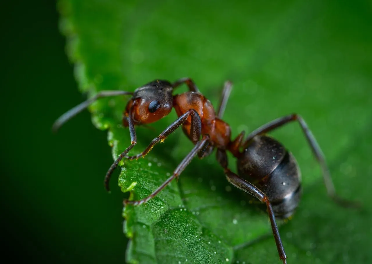 Pharaoh Ants vs Ghost Ants