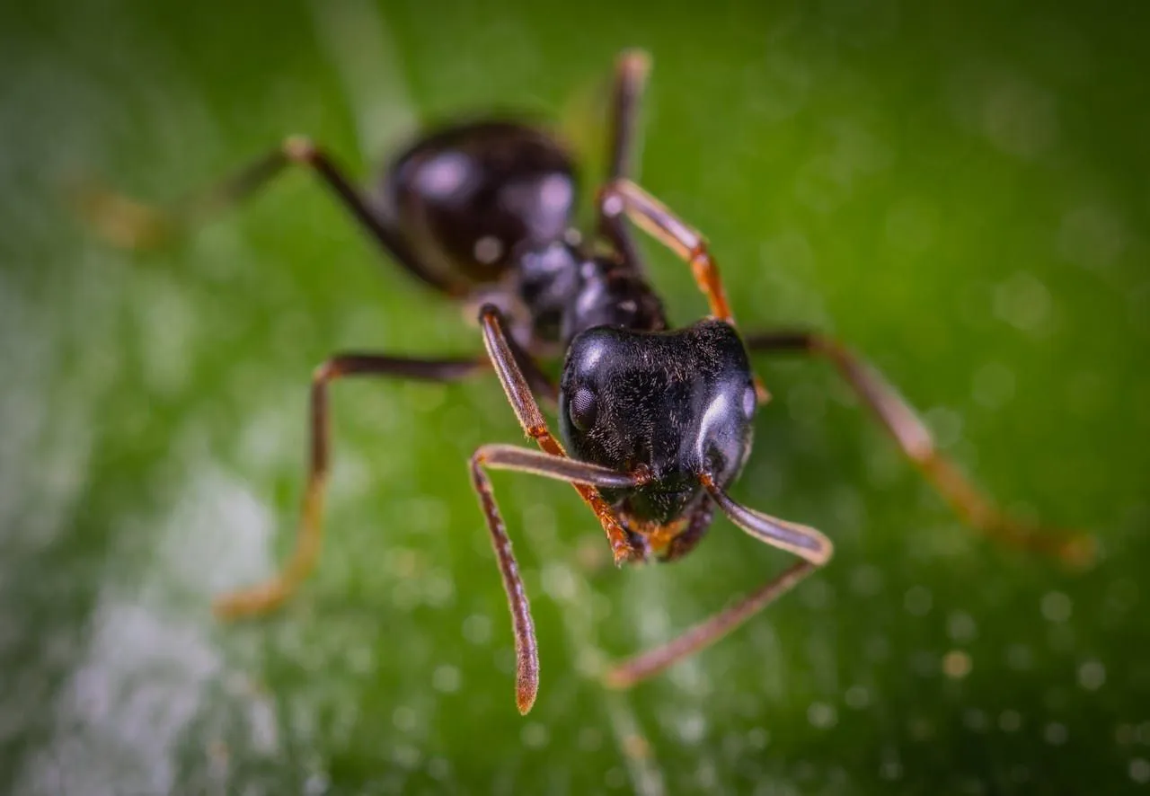 Flying Ants vs Termite Swarmers
