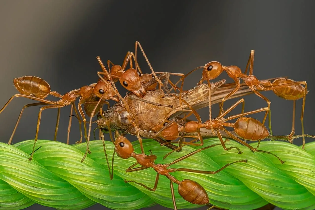 Tiny Ants in House: Identification and Solutions