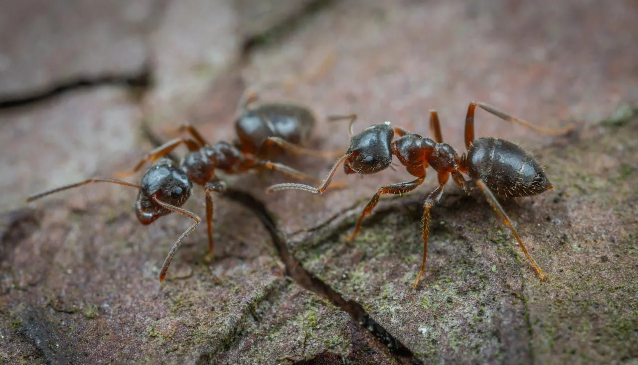 Why Do Ants Come Out After Rain?