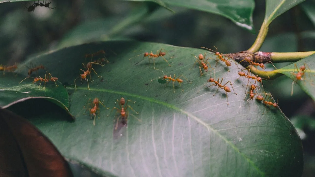 Does Baking Soda Kill Ants? What the Evidence Says