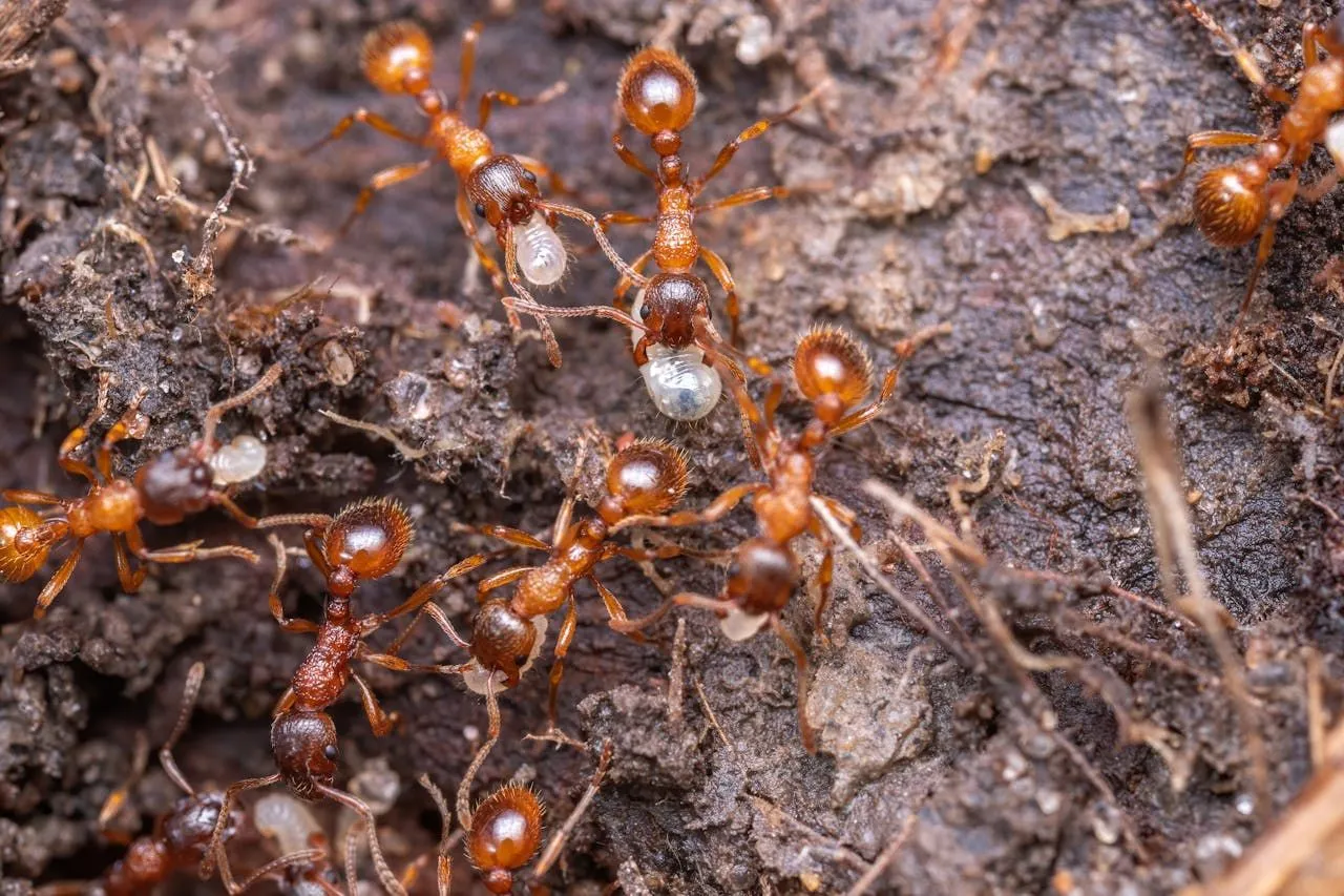 Ant Eggs: Identification, Development, and Removal