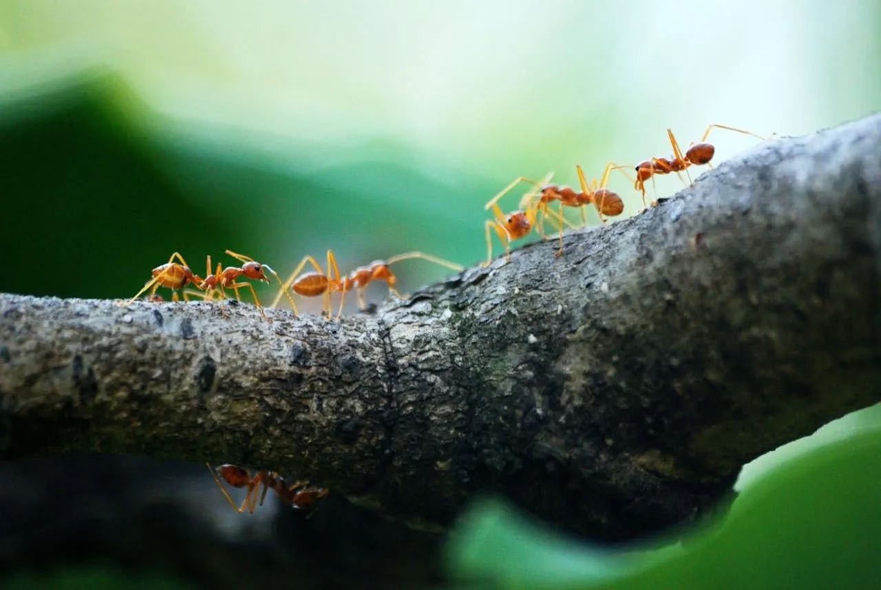 Carpenter Ants vs Black Ants