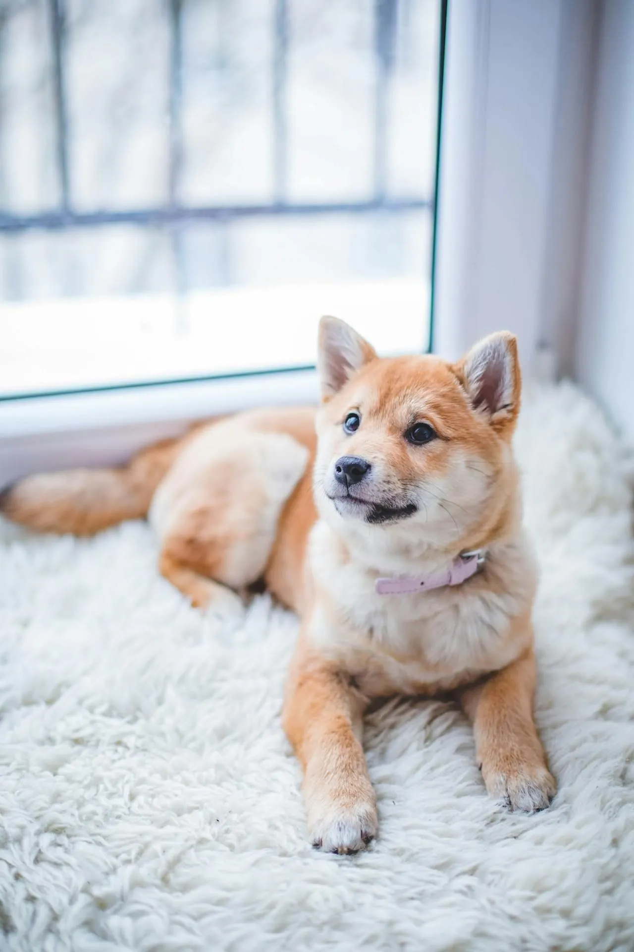The Complete Guide to Fleas: Identification, Life Cycle, Prevention & Treatment