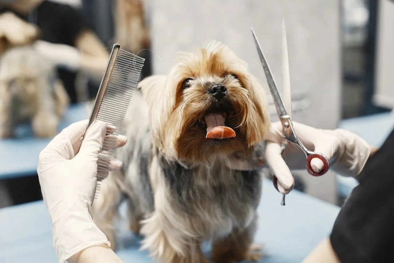 Fleas vs. Ticks: Identification and Treatment Differences
