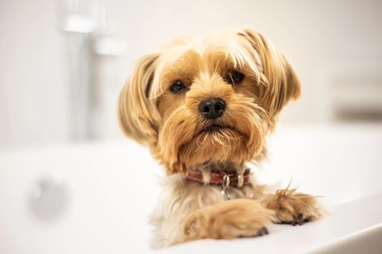 Fleas on Furniture: Detection and Cleaning