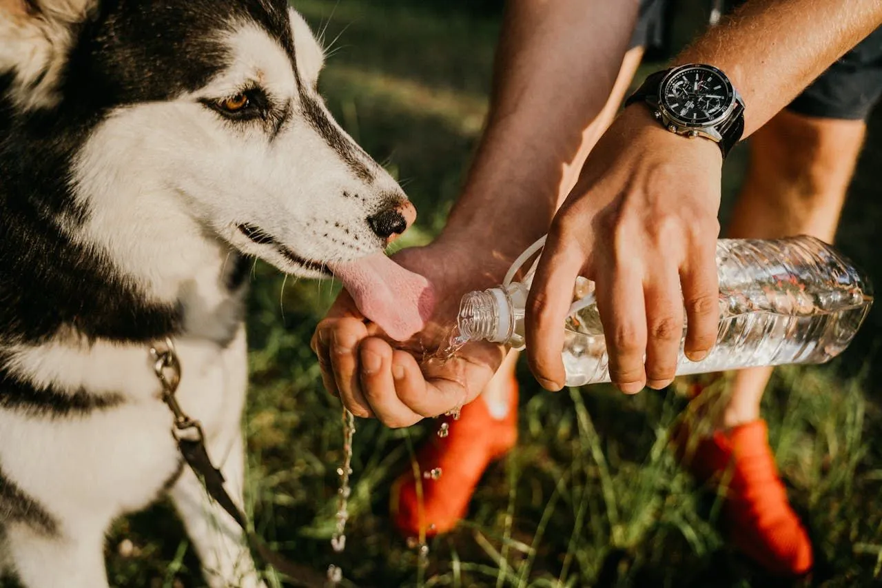 Flea Bombs vs. Flea Sprays: Which Actually Works