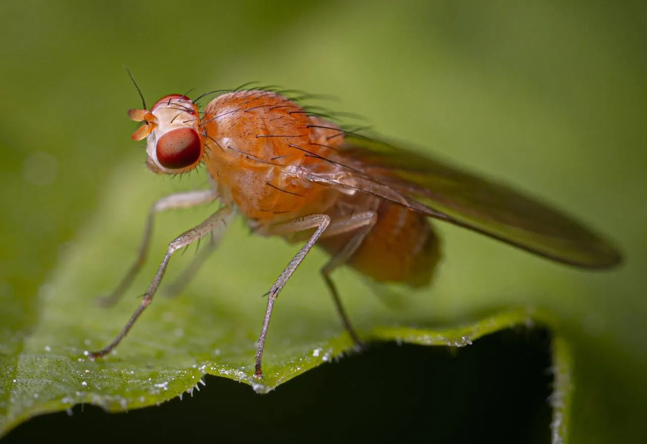 Dragonfly perched on a stick near a garden pond, wings spread horizontally