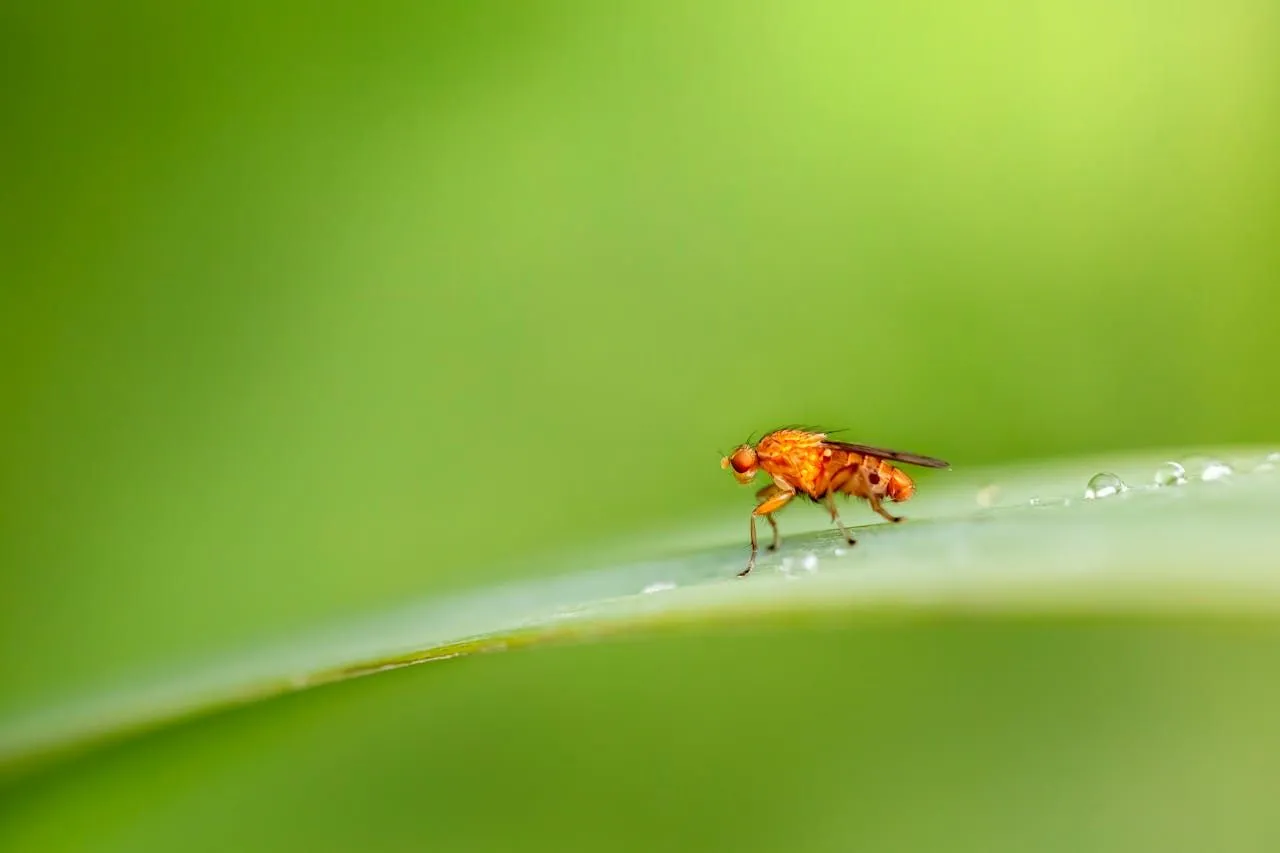 Flies in the Attic: Cluster Flies and How to Remove Them