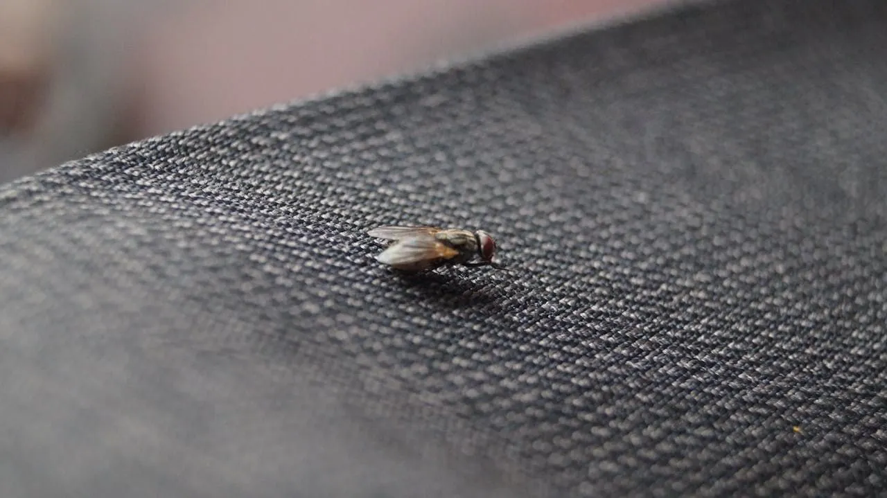 How to Stop Flies in Your Compost Bin