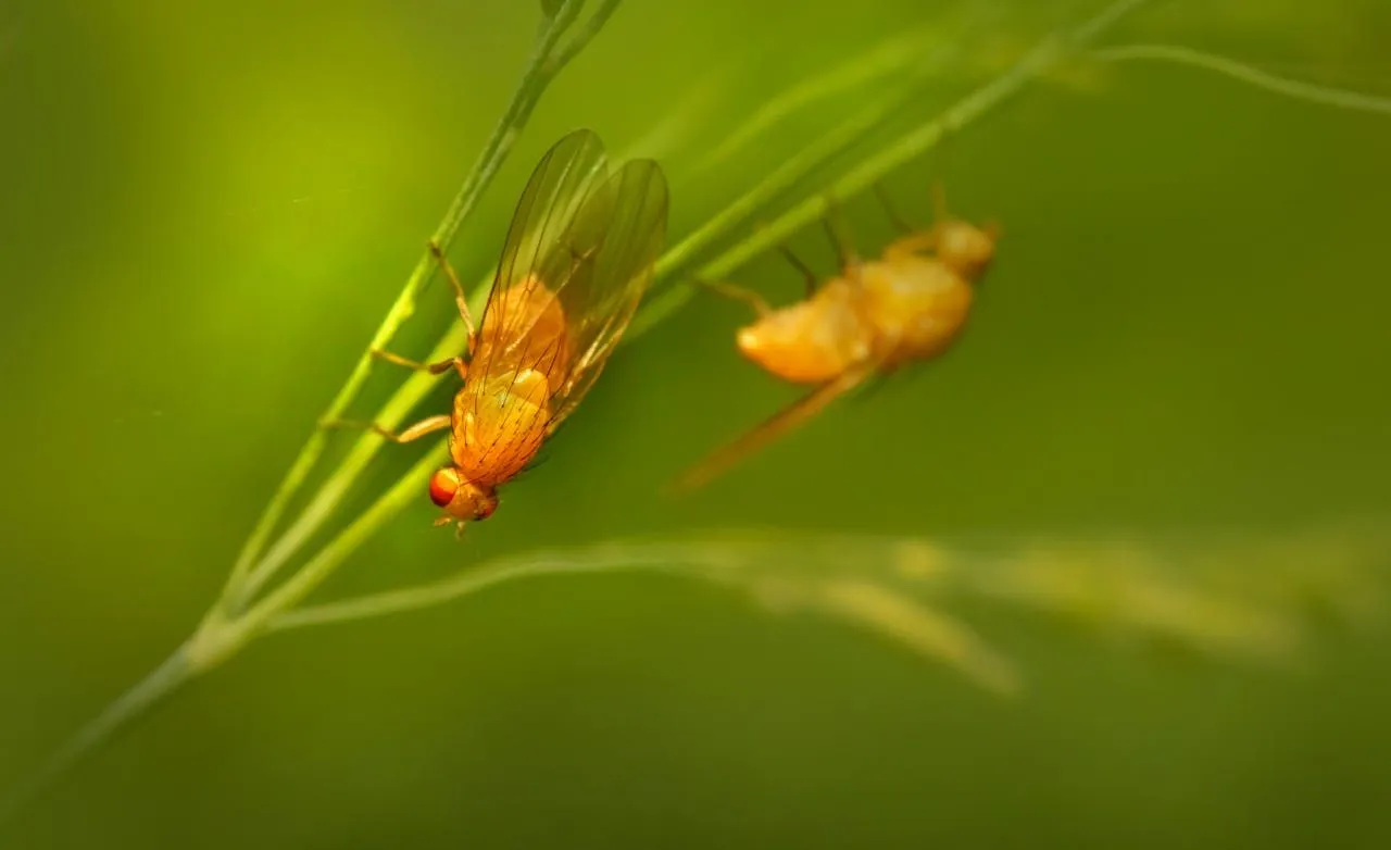 Flies on Horses: Stable Flies, Horse Flies, and Control