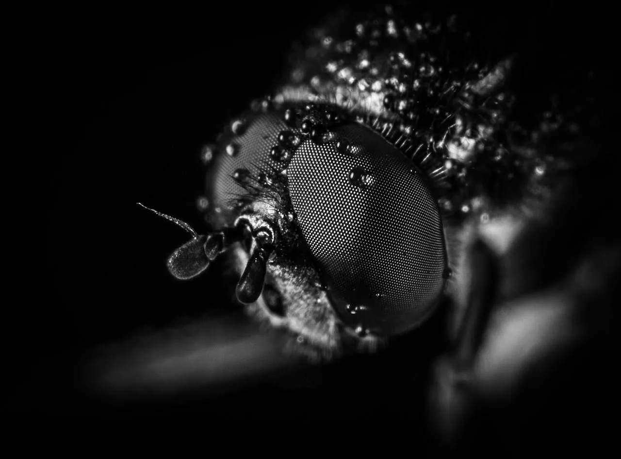 Mayflies: Why Massive Swarms Appear Each Spring