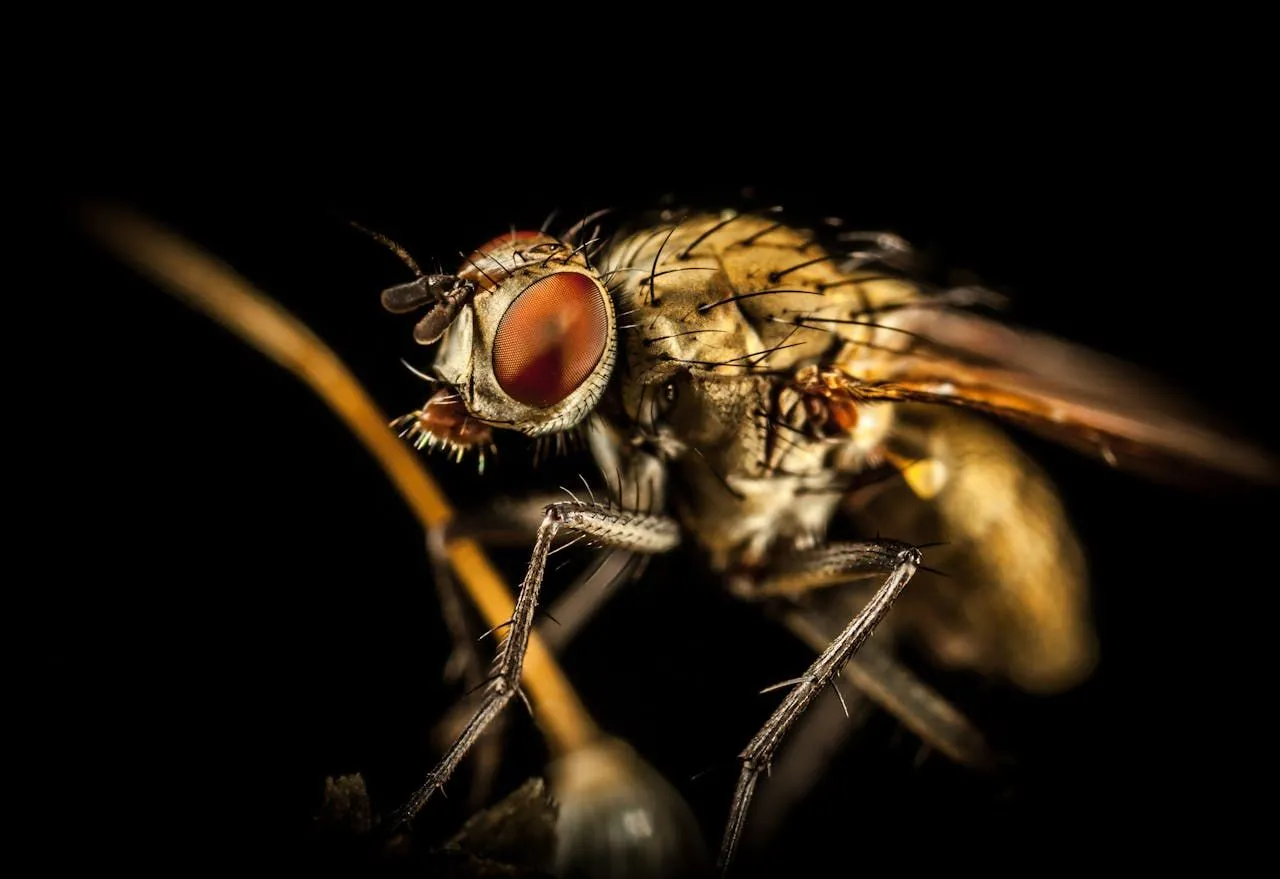 Green Bottle Flies: Why These Metallic Flies Are in Your Home