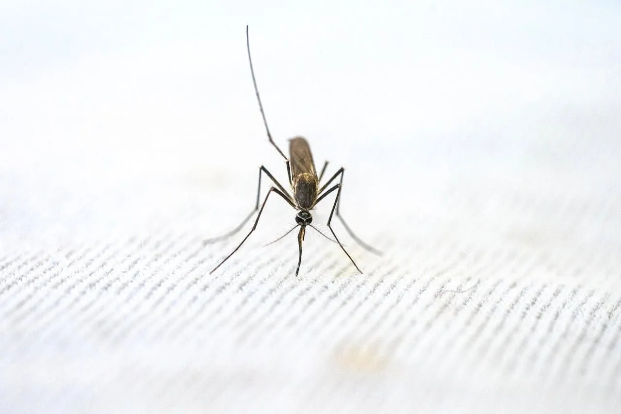 Mosquitoes and Yellow Fever