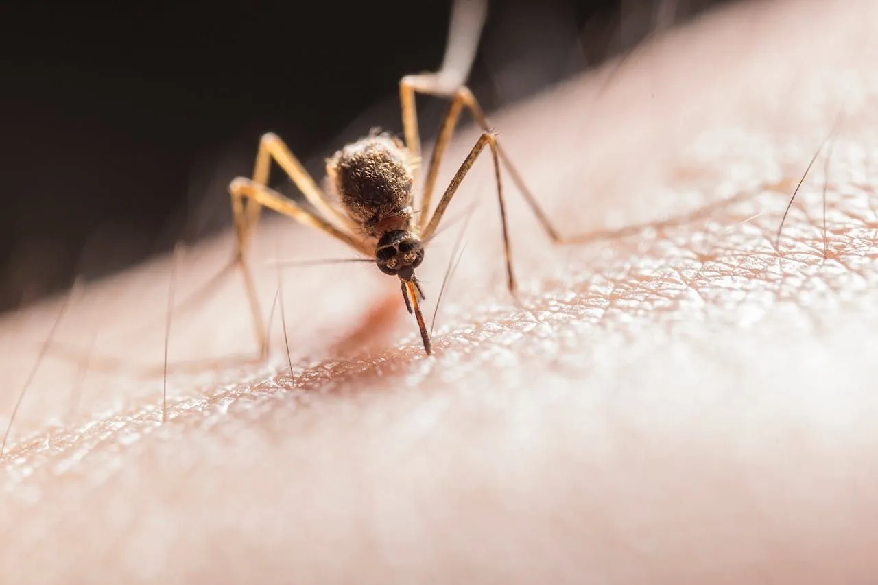 Macro comparison showing mosquito wing scales versus clear midge wings