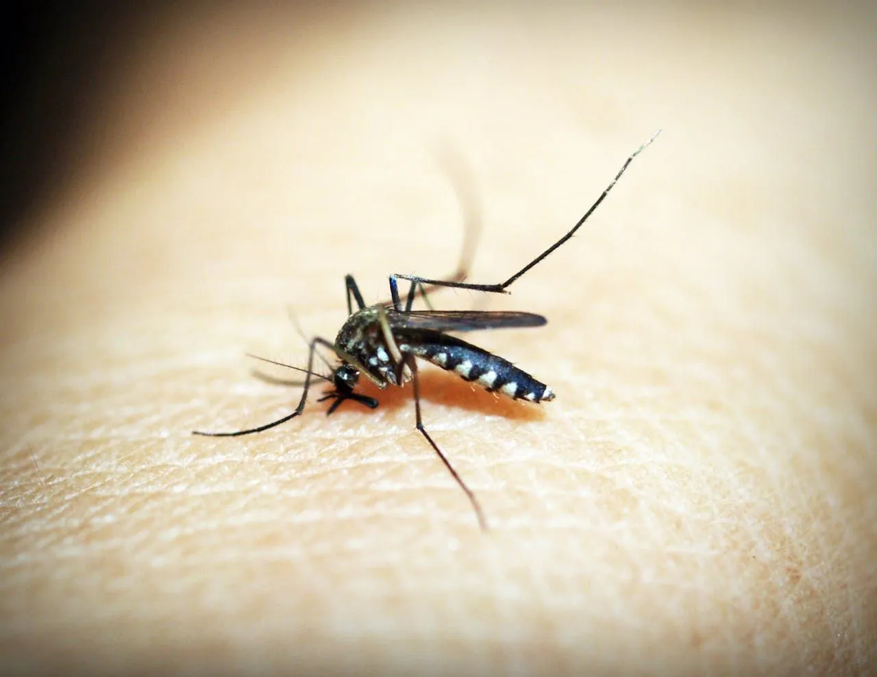 Mosquitoes and Swimming Pools: Prevention and Treatment
