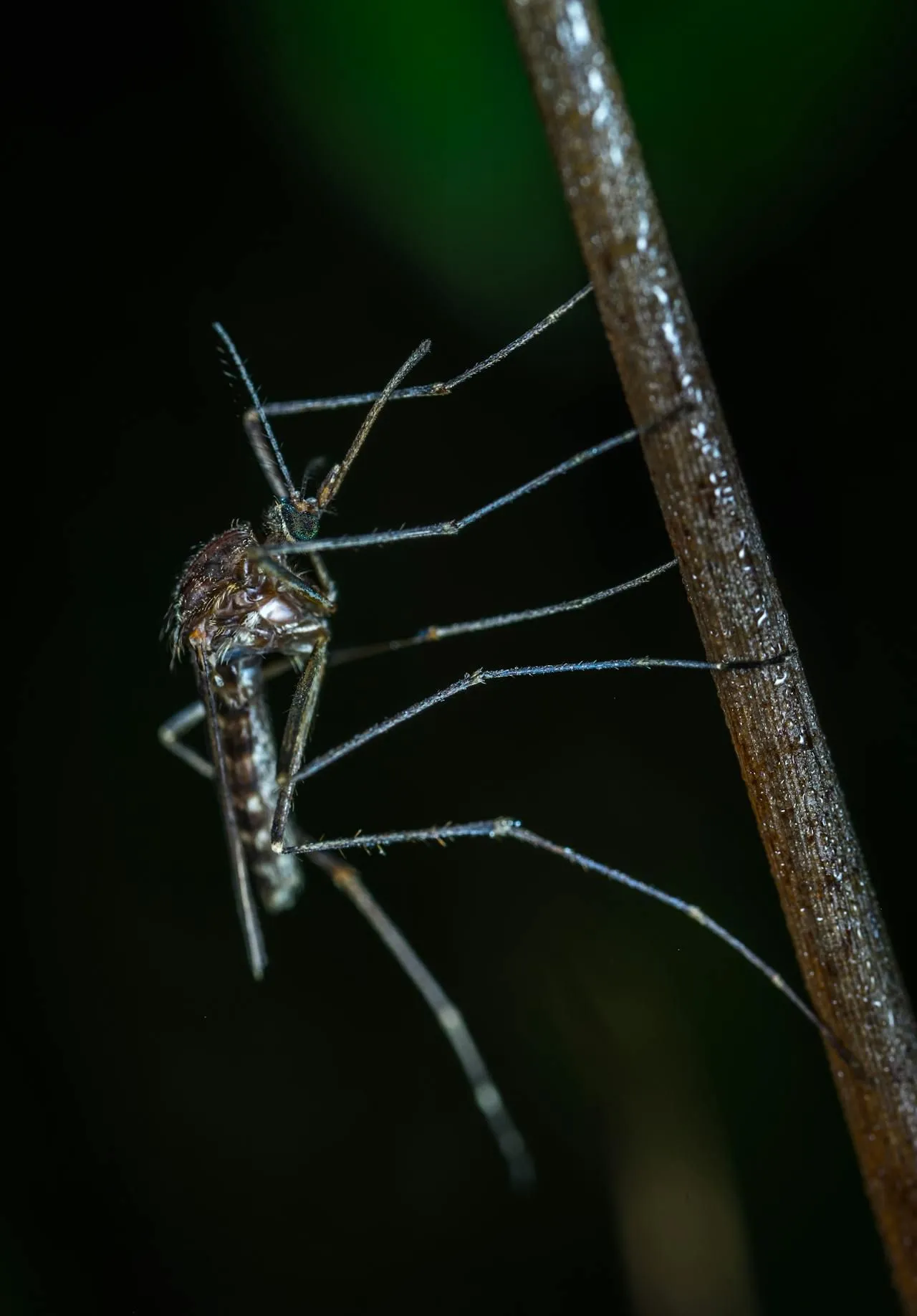 Bti Larvicide for Mosquito Control