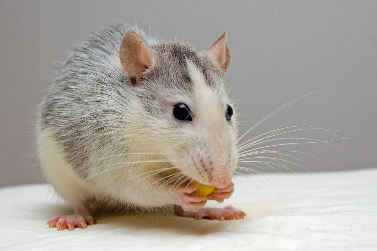 The Cheese-Loving Mouse Myth: What Mice Actually Eat