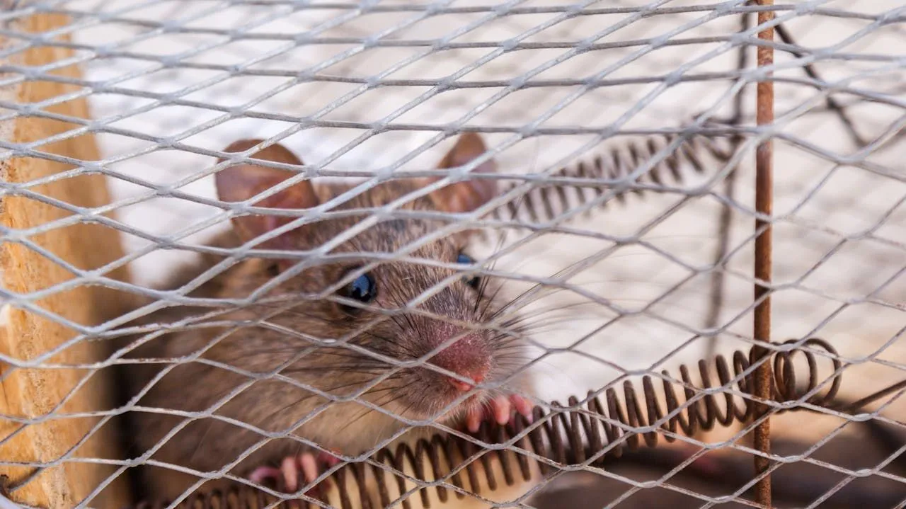 Mice in RVs and Campers: Prevention and Removal