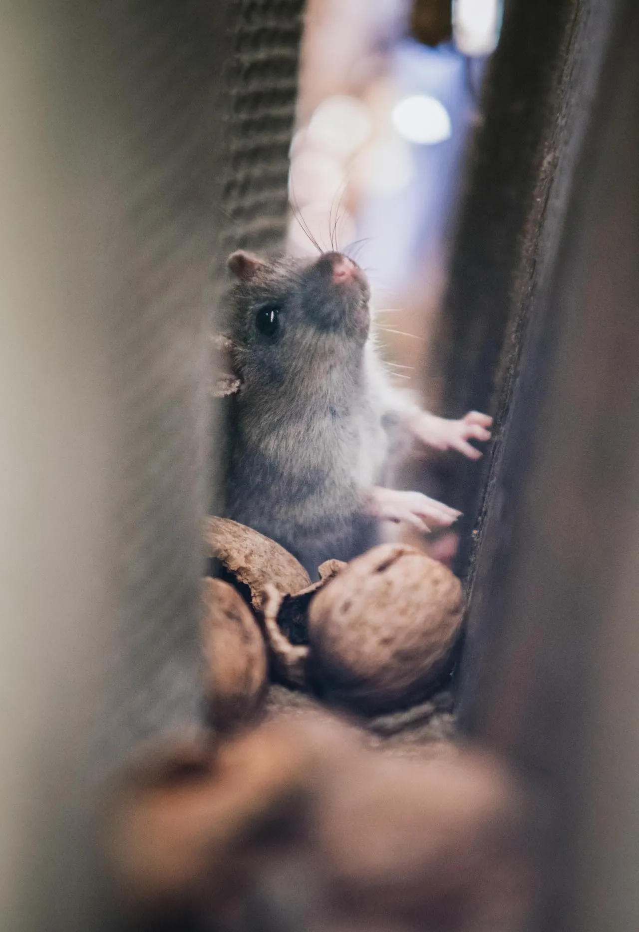 Rodents and Asthma: Allergens and Triggers