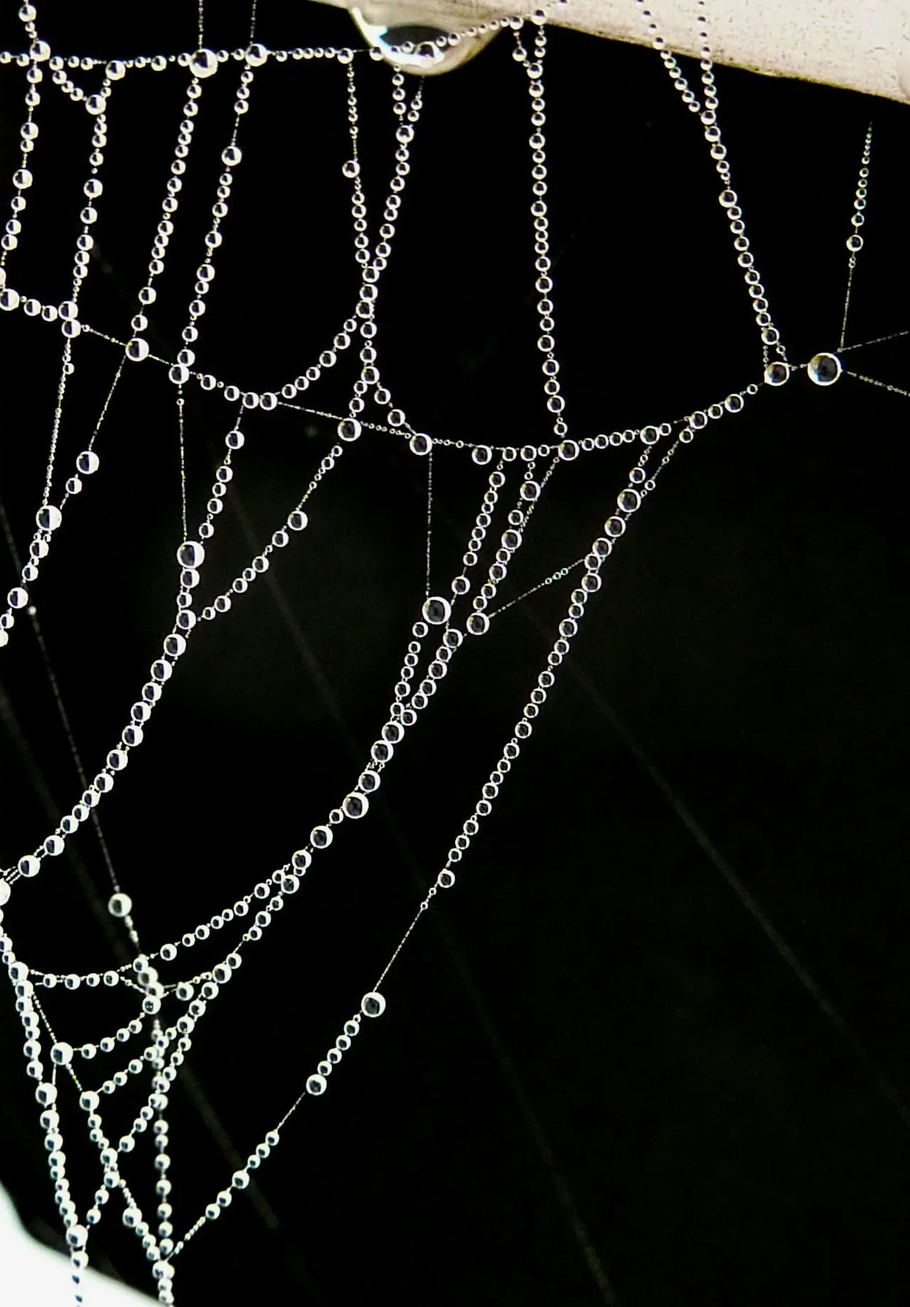 Spider Molting: How Spiders Shed Their Exoskeletons