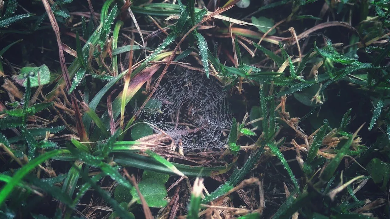 Spider Spray: Types, Application, and Effectiveness
