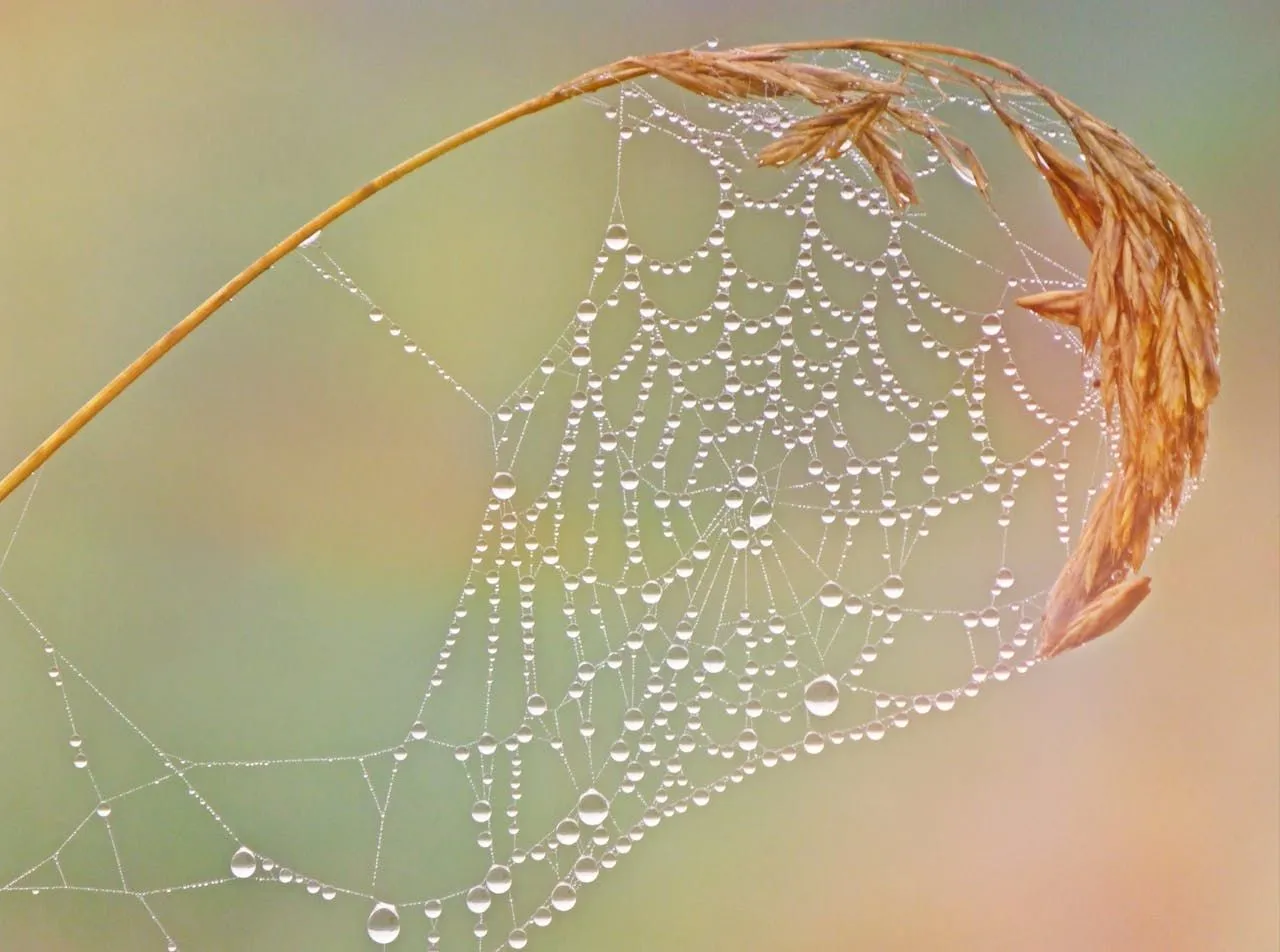 Fishing Spiders: Large Waterside Species