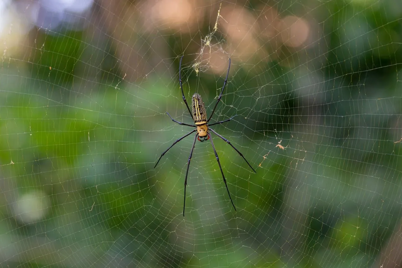 Tarantula Bites: Severity, Symptoms, and First Aid