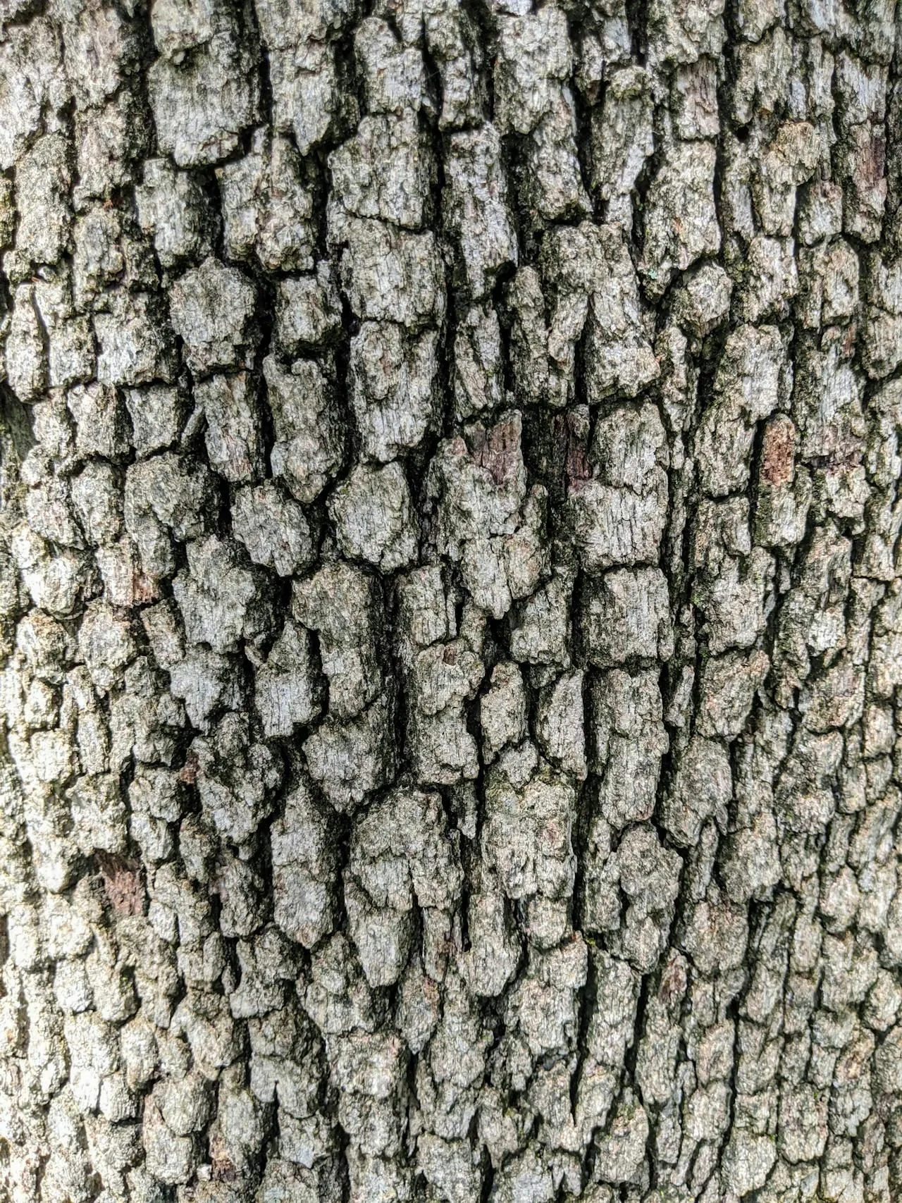 Termite Detection Dogs: Accuracy and Cost