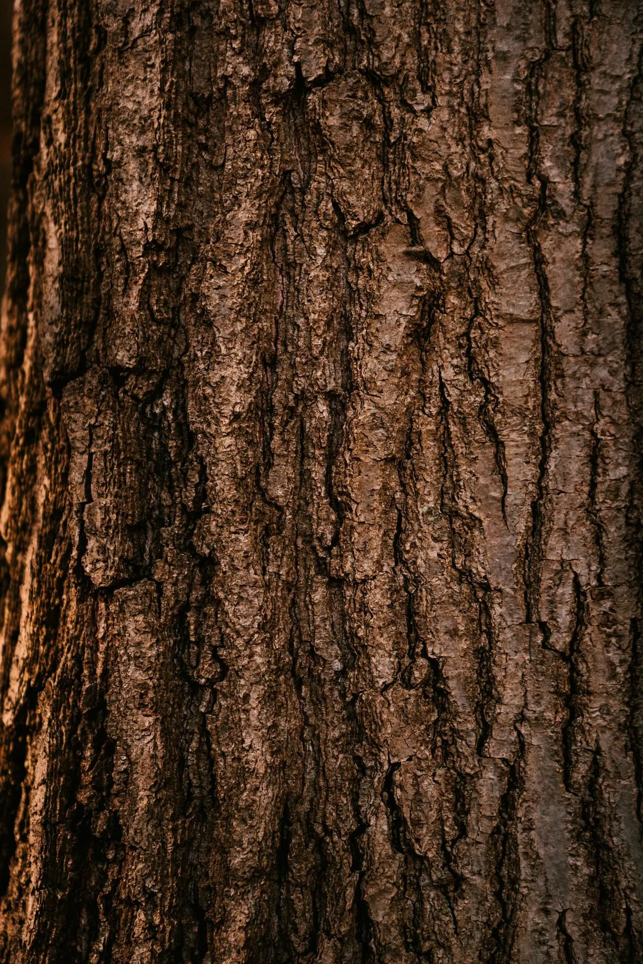 How Much Damage Can Termites Do? The Real Numbers