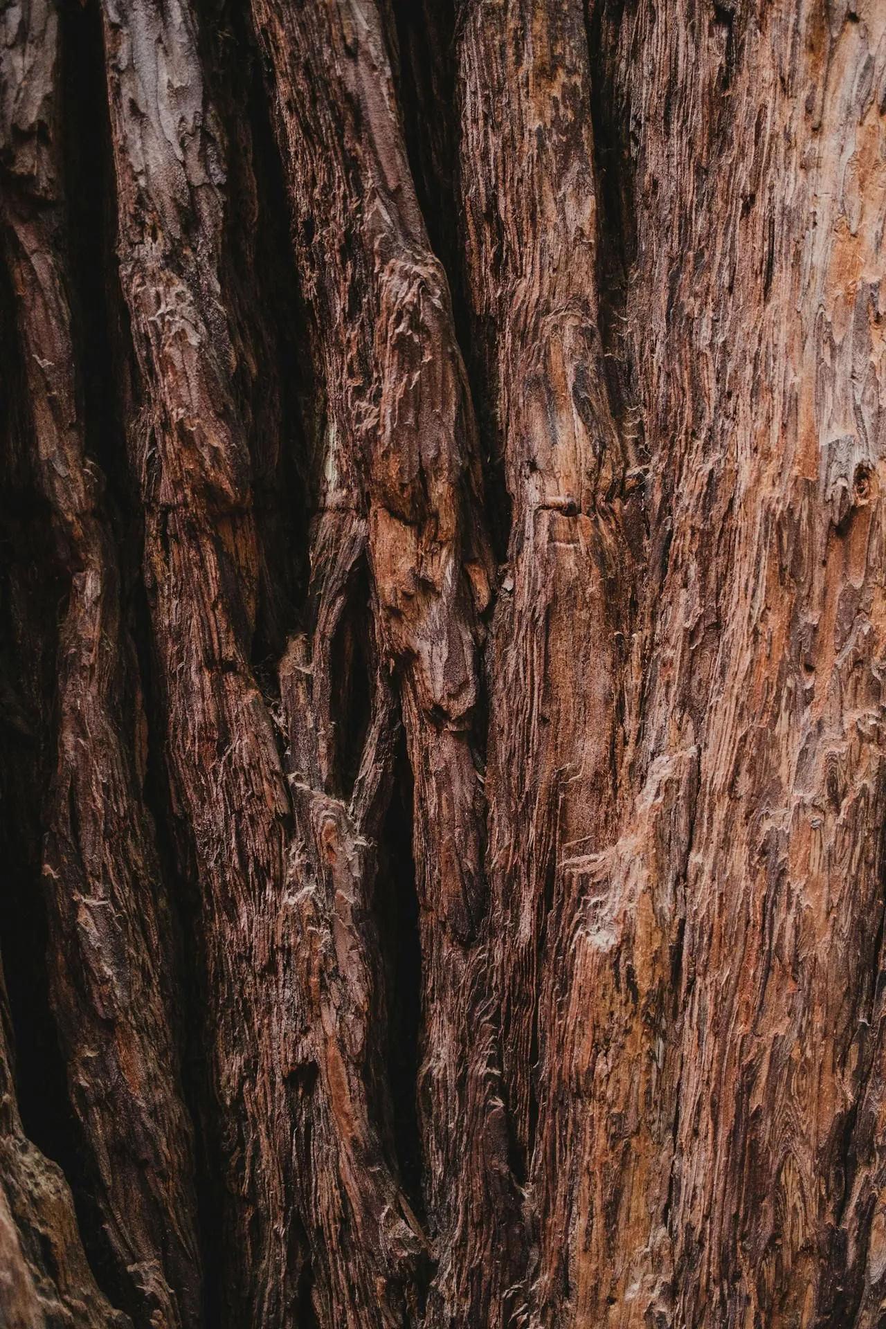 Are Termites Dangerous to Humans?