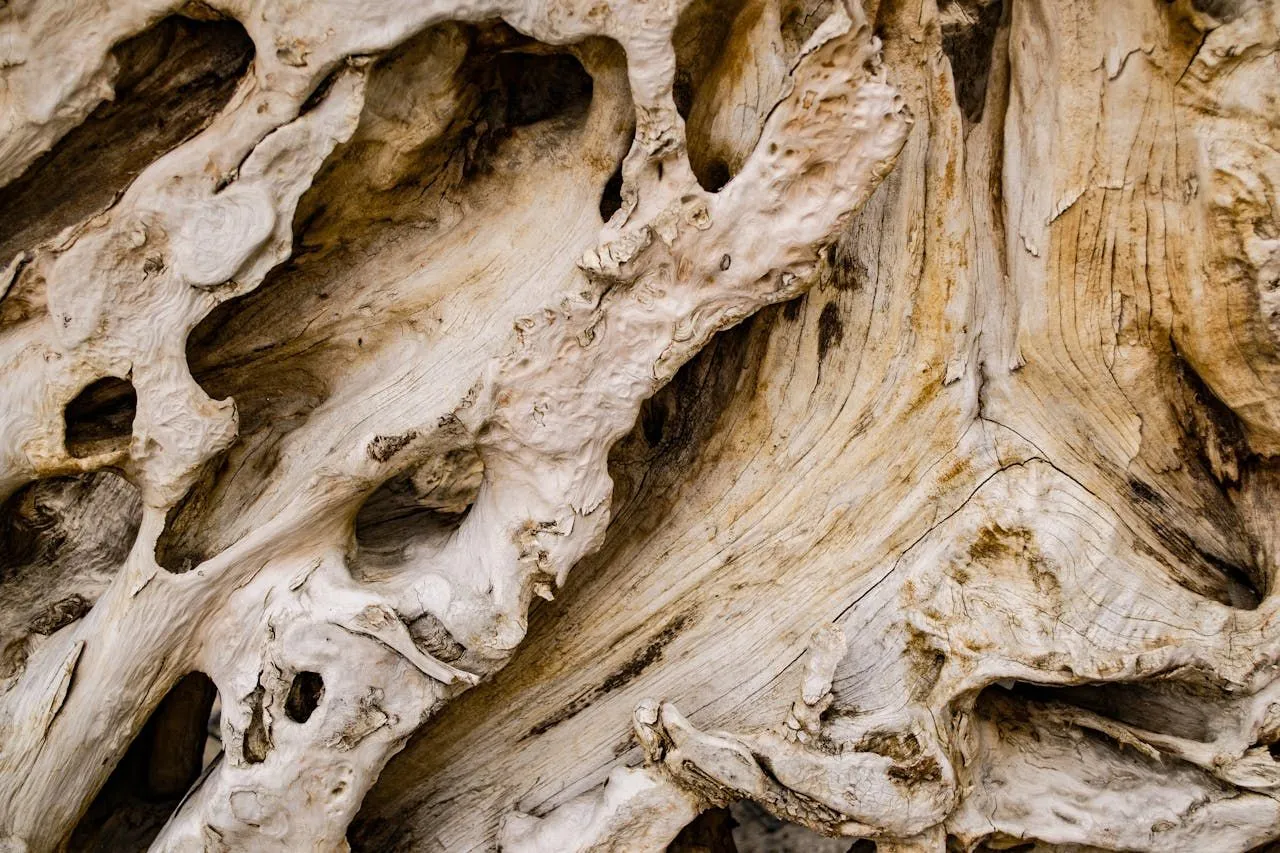 How Termites Find Wood and Cellulose