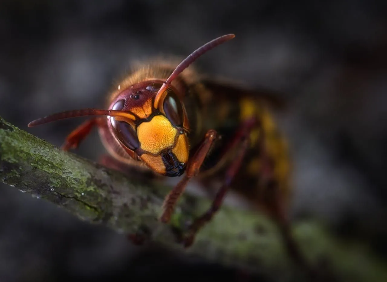 Comparison of honeybee barbed stinger left in skin versus smooth wasp stinger withdrawn cleanly