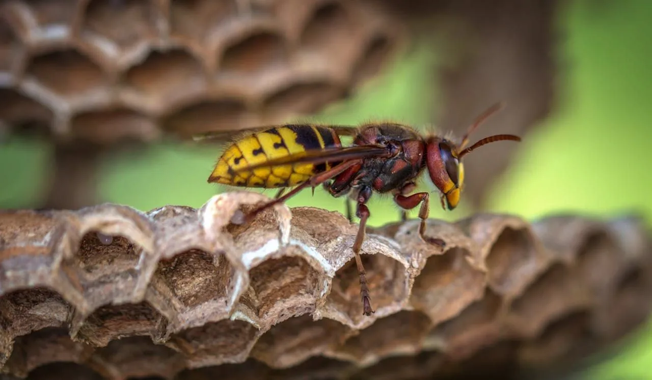 Yellow jacket wasp at the rim of an open soda can on a picnic table