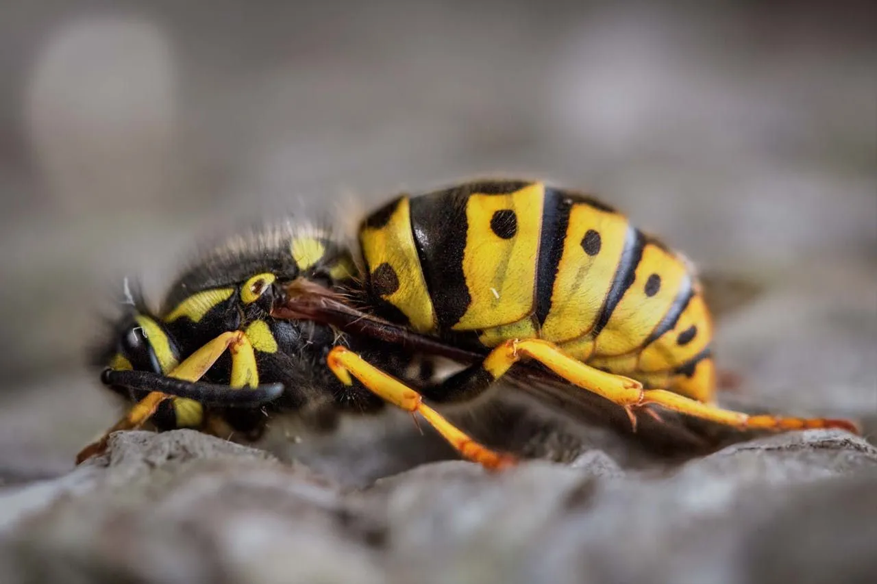 Wasp queen laying an egg in a paper cell, with workers attending nearby cells