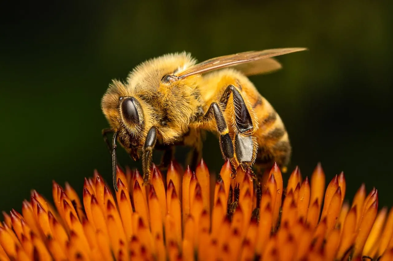 Wasp Life Cycle: From Egg to Colony Collapse