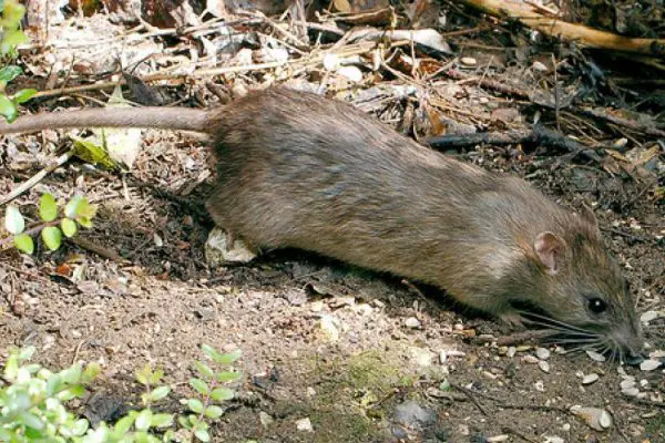 How To Get Rid Of Rats In The Yard Without Harming Pets