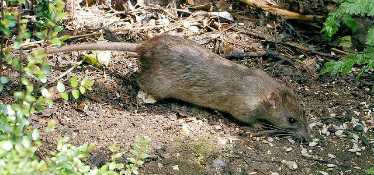 How to get rid of rats in the yard without harming pets