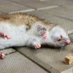 Pet friendly rat poison