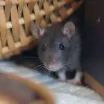 What does a rat sound like?
