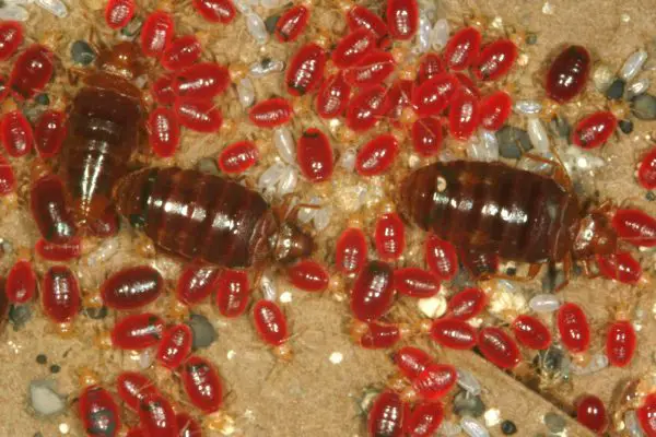 Baby Bed Bugs – 6 Attributes That You Should Know