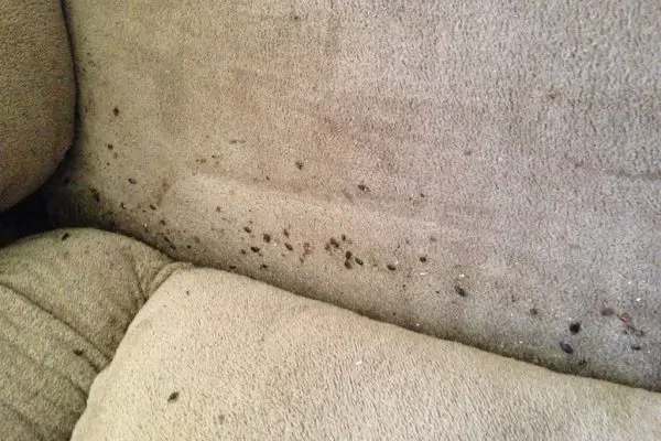 Bed bugs in couch – How to fight them?