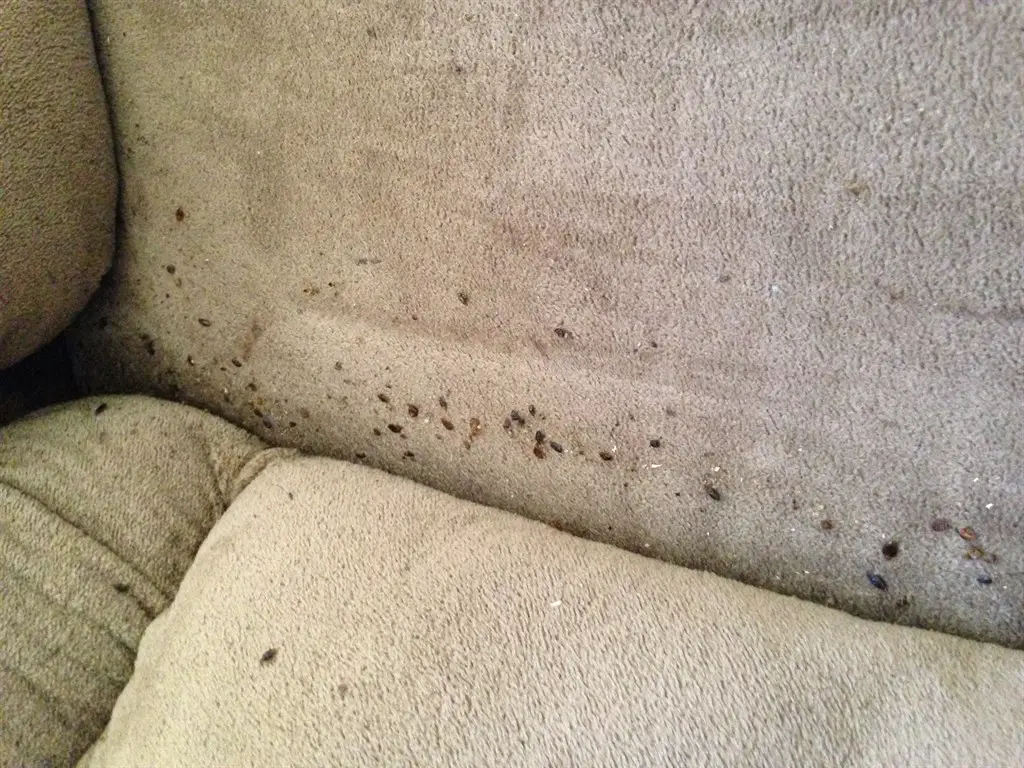 Bed bugs in couch