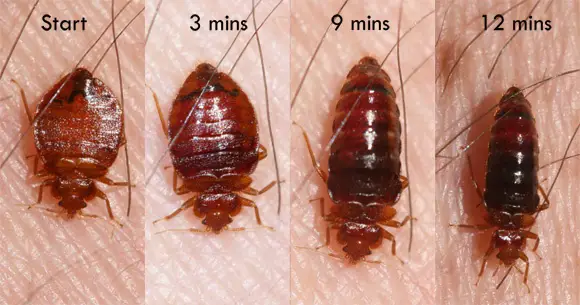 Can You See Bed Bugs With The Naked Eye?