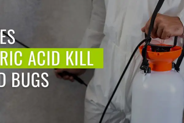 Does Boric Acid Kill Bed Bugs?