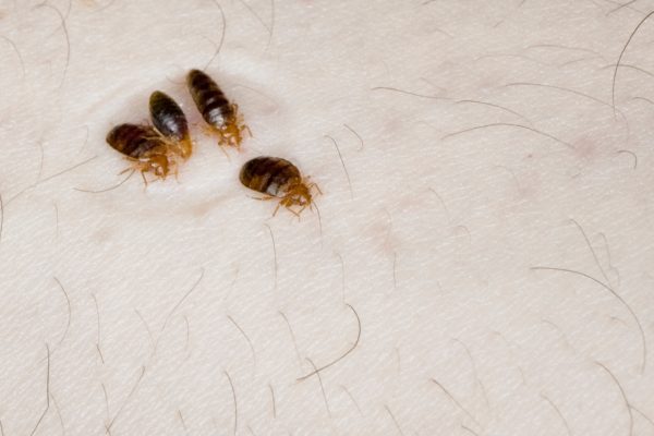 Do Bed Bugs Need a Male and Female to Reproduce?