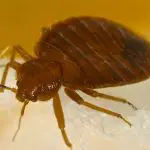 How to Remove Bedbugs From Hanging Clothes
