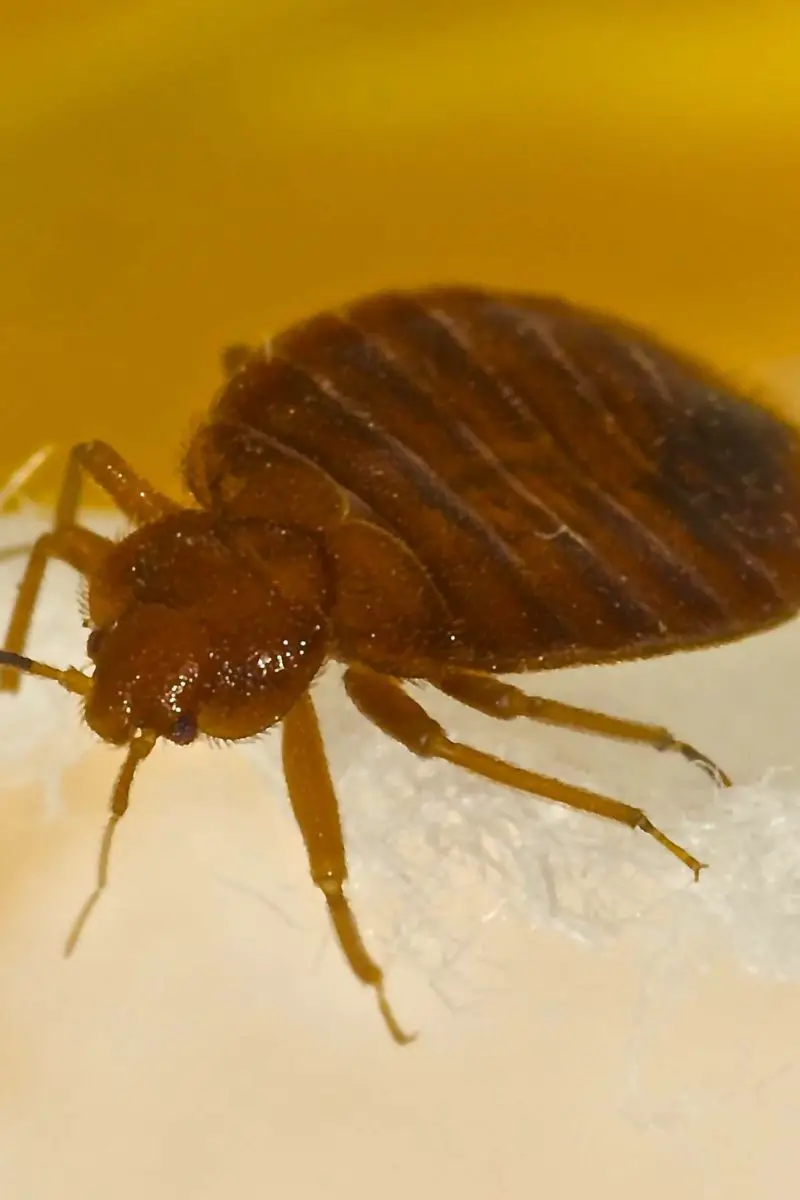 How Many Bed Bugs Are in an Egg?