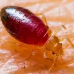 Why Are Bed Bugs Good?